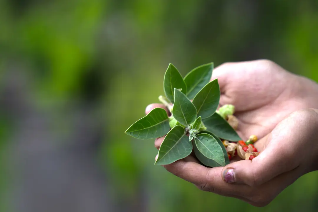 Ashwagandha Kinderwunsch